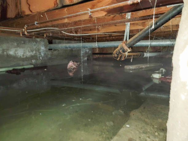 Best Water damage cleanup near me  in Mercer, PA